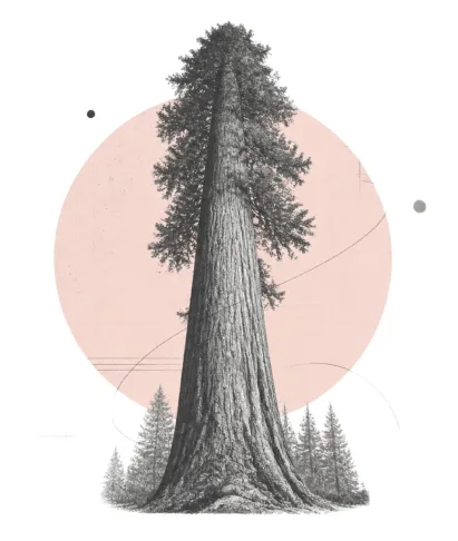Collage illustration of a sequoia with a pale pink circle