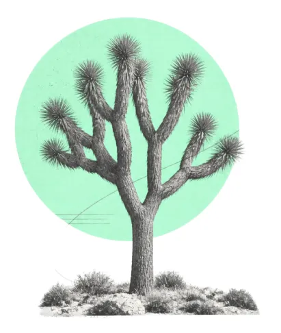 Collage illustration of a Joshua tree with a mint green circle
